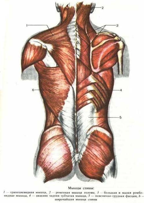 Строение мышц спины человека