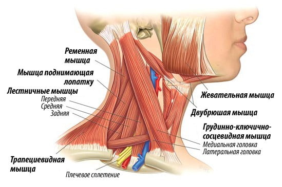 Поверхностные мышцы шеи